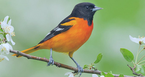 Baltimore Oriole Life History, All About Birds, Cornell Lab of Ornithology